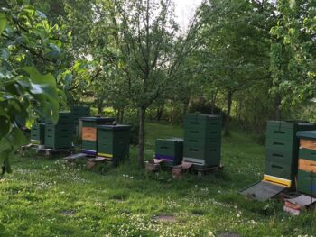 Bienen-im-garten-gutshaus-behrenshagen