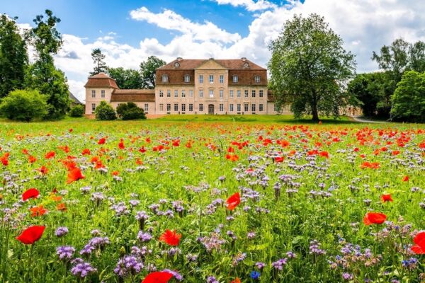 Schloss Kummerow Wildblumen